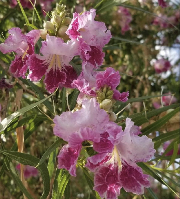 Desert Willow